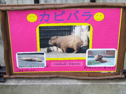 2010_0214100　上野動物園0005.JPG