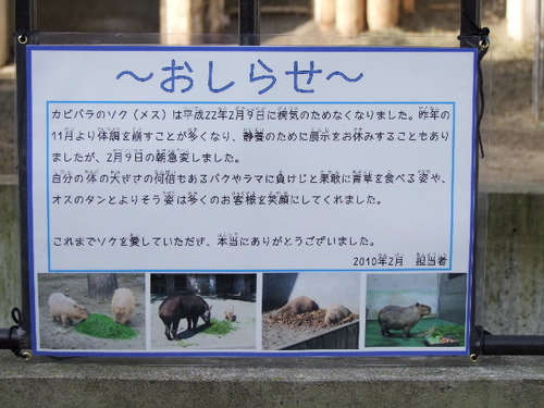 2010_0214100　上野動物園0008.JPG