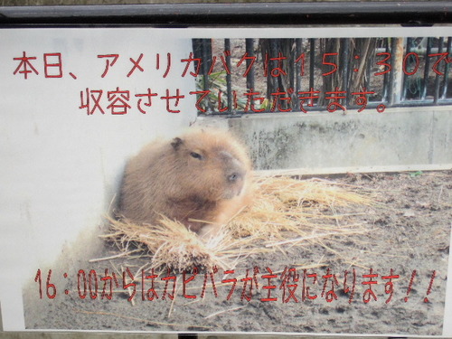 2010_032631　上野動物園0010.JPG