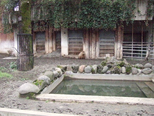 2010_032631　上野動物園0046.JPG