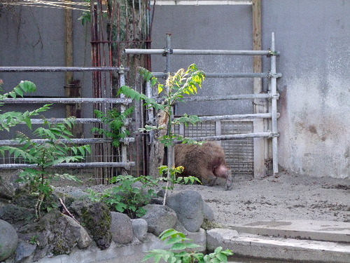 2010_0516100　上野動物園0232_edited-1.JPG