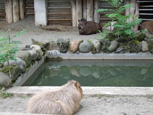 2010_0529100　上野動物園0173_edited-1.JPG